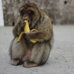The Clever Monkey and the Boar: Folktale from Japan