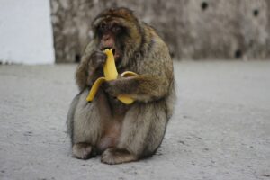The Clever Monkey and the Boar: Folktale from Japan