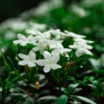 The Jasmine Prince: Folktale from India