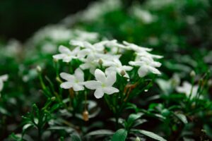 The Jasmine Prince: Folktale from India