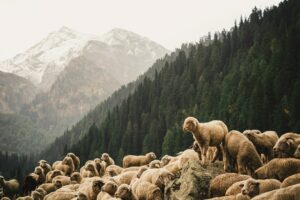 Brains Over Brawn: Folktale from India