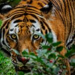 The Prophecy of the Tiger: Folktale from India