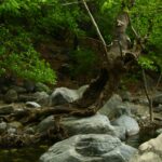 The Tree Spirit's Love: Folktale from India