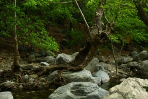 The Tree Spirit's Love: Folktale from India