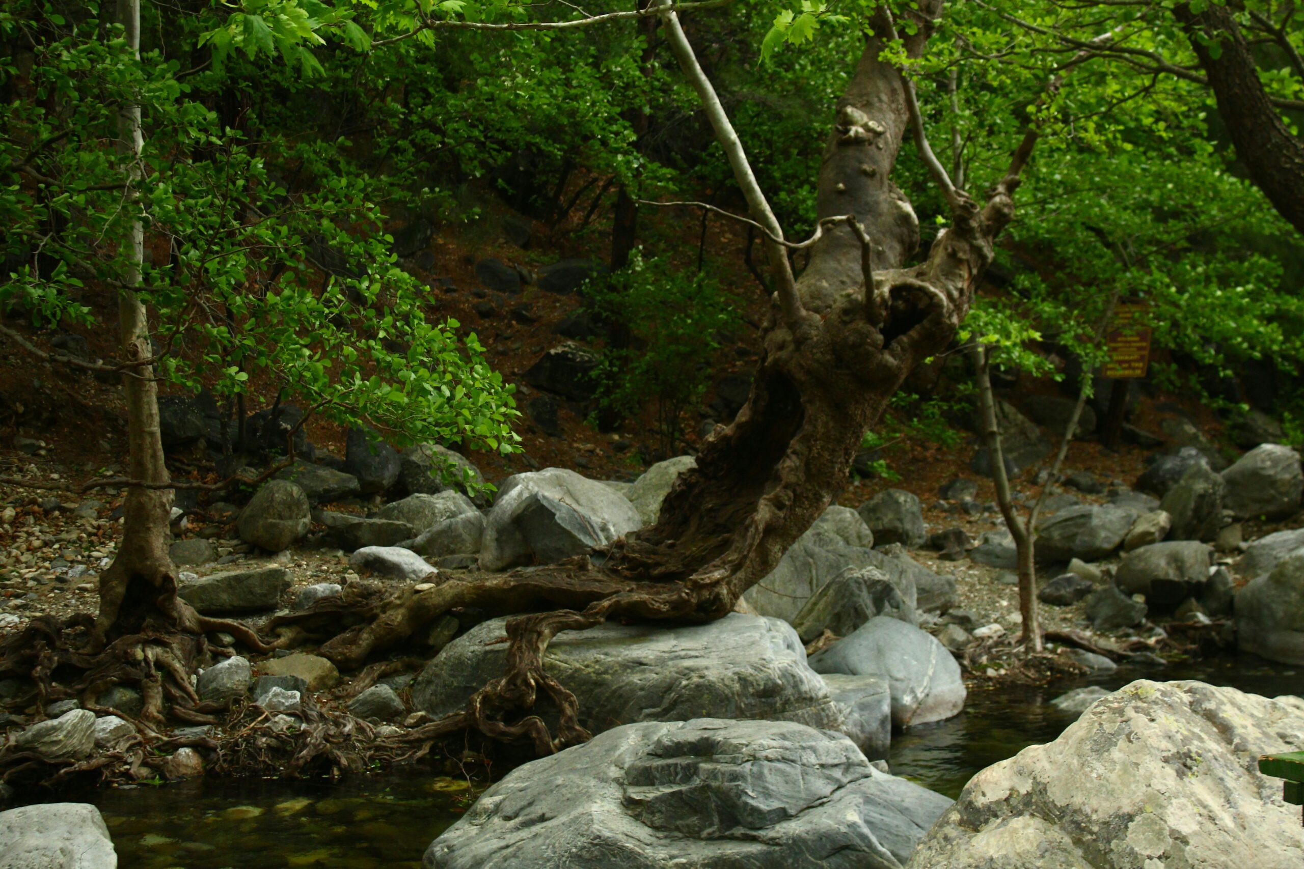 The Tree Spirit's Love: Folktale from India